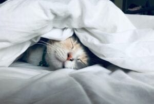 A cute cat face buried beneath a quilted sheet.